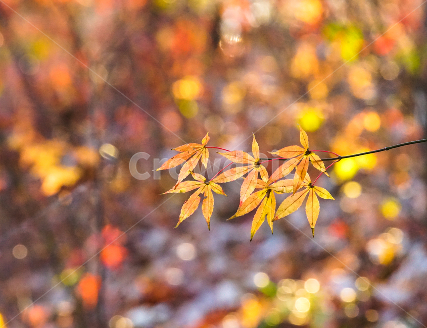 가을,단풍,계절,나무,자연,식물,가을,계절,fall,autumn,season,식물,자연,plants,nature,leaf,잎,plant,tree