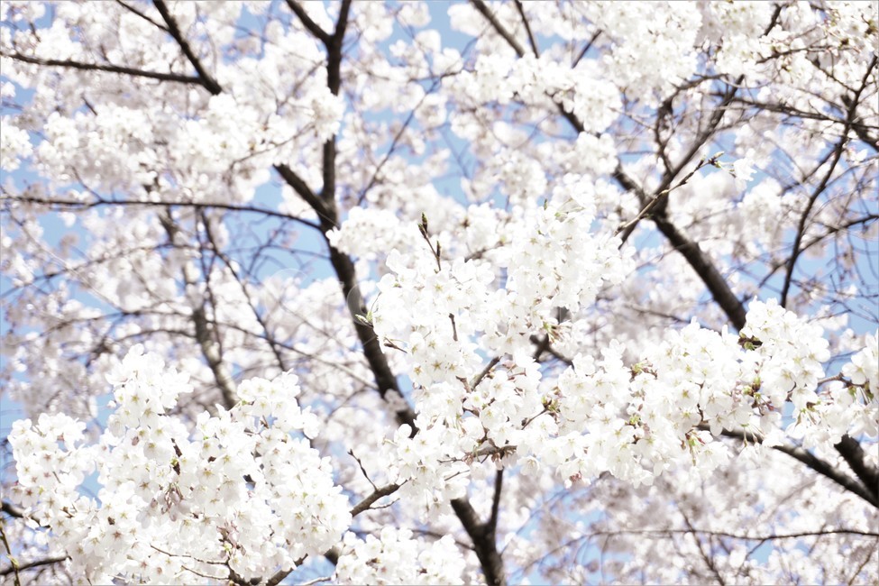 wait,pink,warmth,Spring news,in full bloom,expectation,pink flower,cherryblossoms,flower,spring,spring flowers,season,Emotion,spring season,cherry blossom