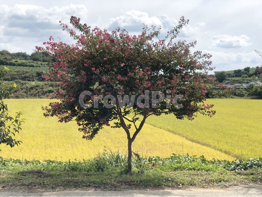 plant,식물,tree,나무,자연,자연,풍경,nature,landscape