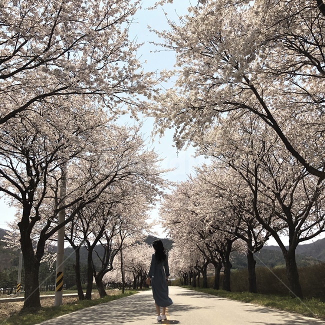 뒷모습,벚꽃,꽃,벚꽃놀이,도로,나무,산,여자,여자뒷모습,봄,여성,뒷태,자연,여행,사람
