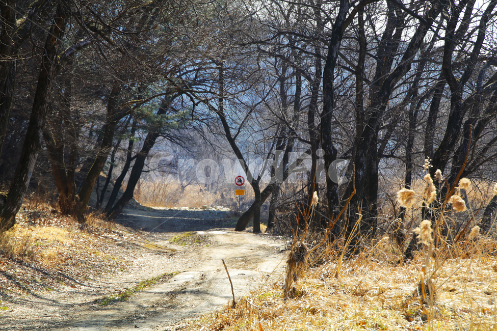 갈대,억새,풀,마른풀,하천,강,나무,가을,물,자연,풍경,nature,landscape
