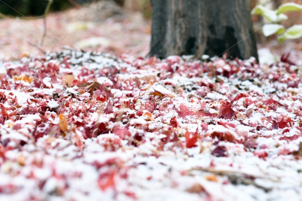 첫눈,눈,겨울,못다핀꽃,과일,가을끝,풍경,단풍,겨울,계절,winter,season,감성,sensible,feeling