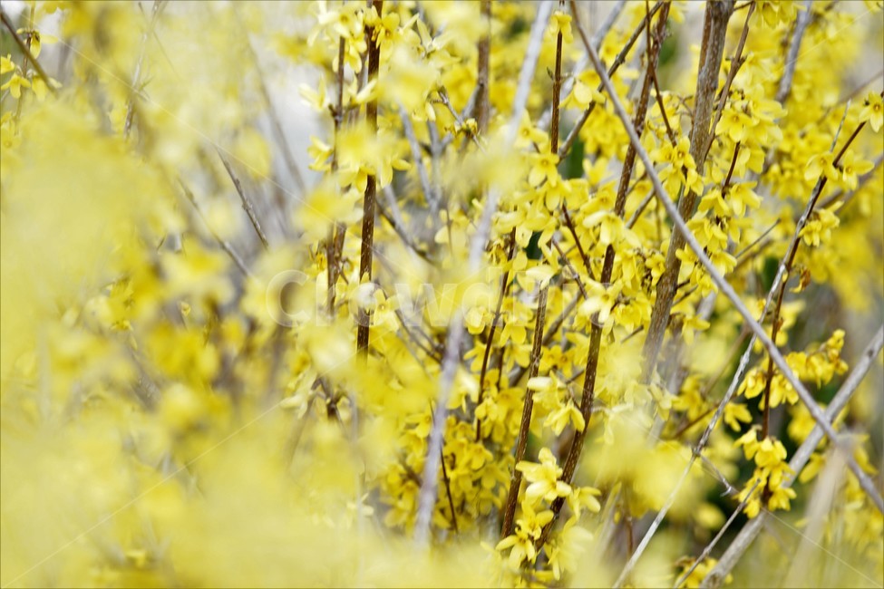 봄,개나리,봄꽃,식물,자연,노란색,계절,spring,season,beauty,flower,nature,봄,계절,spring,season,식물,자연,plants,nature,꽃,flower,plant,tree,나무