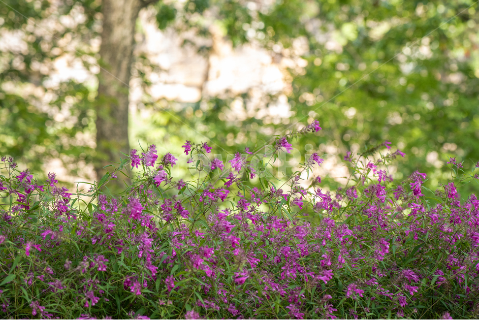 며느리밥풀,flower,pink,nature,garden,summer,green,spring,field,flora,blossom,purple,meadow,beauty,floral,bloom,beautiful,grass,wild,violet,blooming,bright,colorful,petal,들꽃,야생화,식물,자연,plants,nature,꽃,flower