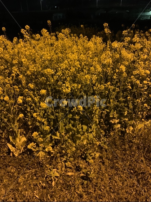 유채꽃,가로등밑,봄,밤길,시골길,식물,자연,plants,nature,꽃,flower