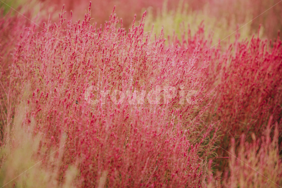 가을,식물,자연,분홍,댑싸리,코키아,가을,계절,fall,autumn,season,식물,자연,plants,nature