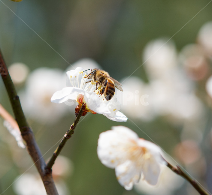 벌,봄,봄꽃,매화,흰매화,꿀벌,접사,크롭,보케,집중,꿀,봄,계절,spring,season,식물,자연,plants,nature,꽃,flower,동물,animal,곤충,벌레,insect,bug,bee,invertebrate,무척추 동물,honey bee,plant