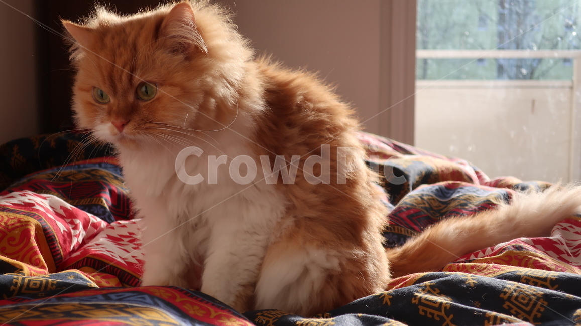 아기고양이,고양이,페르시안,노란고양이,치즈고양이,페르시안친칠라,귀여운,반려동물,애완동물,cat,kitten,kitty,포유류,자연,동물,animal,mammal,반려묘,페르시안고양이,품종묘,동물,animal,포유류,mammal,고양이,cat,kitten,kitty