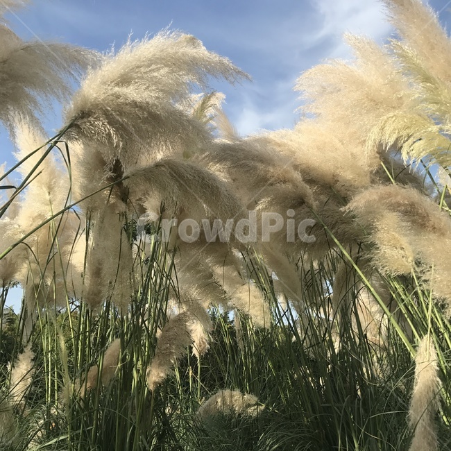 태안갈대밭,갈대,가을,풍경,자연,가을,계절,fall,autumn,season,식물,자연,plants,nature,plant,grass,잔디,lawn,reed