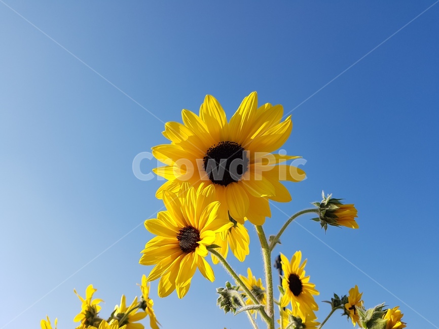 plant,식물,flower,꽃,자연,풍경,해바라기,노란색,파란색,휴식,분위기,평화로움,하늘,색감