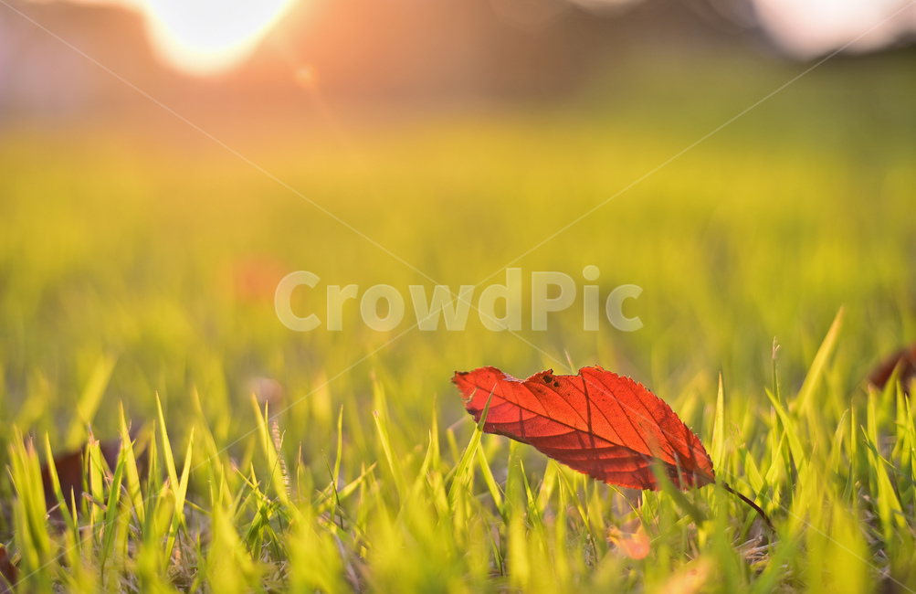 atmosphere,red,Maple leaf,At sunset,leaves,autumn mood,season,feeling,Autumn sensibility,light,plant,ground,autumn,lawn,sun,the last leaf,autumn lyricism,peeling,fallen leaves,fall,apatchofgrass,lyrical,floor,sensible,green,alawn,autumn background,emotion