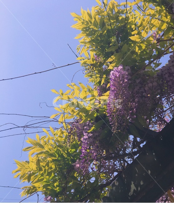 꽃,하늘,잎,보라,감성,여름,봄,계절,일상,feeling,오전,여유,탐방,배경,산책,맑은,밝은