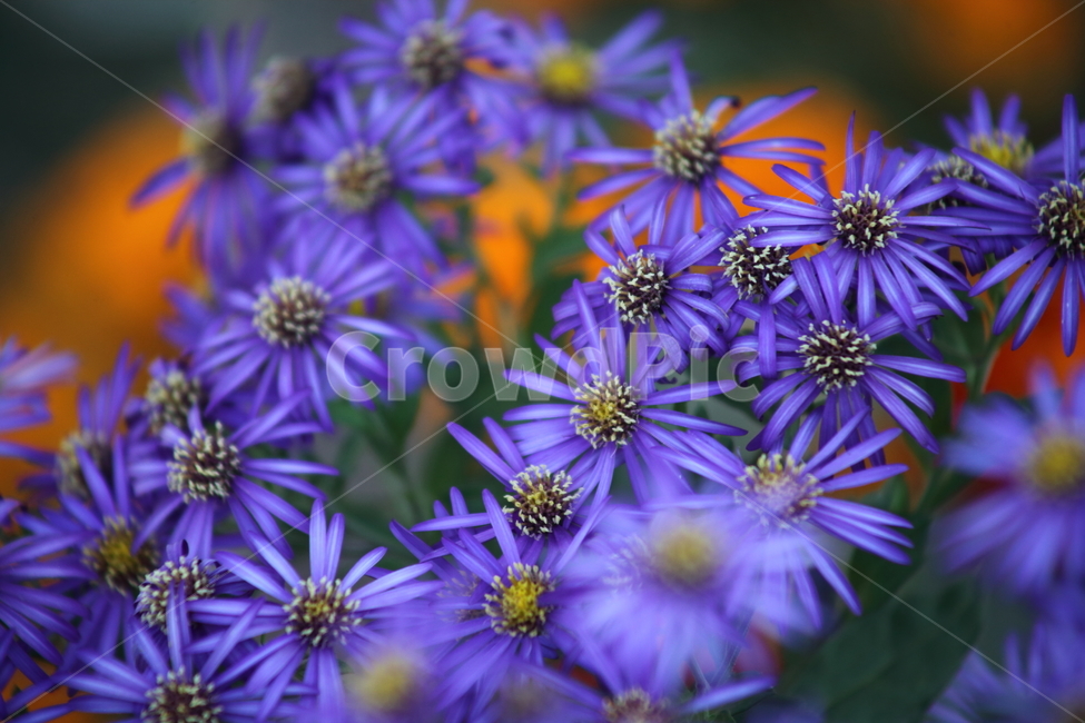 숙근아스타,아스타,꽃,식물,aster,식물,자연,plants,nature,꽃,flower