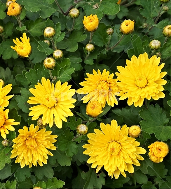 국화,노랑,가을,꽃,우아,자연,식물,연노랑,밝은노랑,진노랑,autumn,fall,flower,chrysanthemum,yellow,elegant,우아함,계절,season,floral,nobility,고귀함,향기,가을대표,가을꽃,노랑꽃,꽃봉오리,국화꽃,plant,식물,자연,plants,nature,꽃,flower