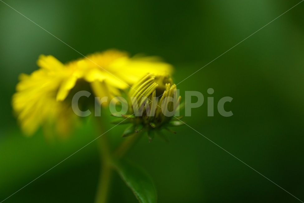 금불초,꽃,플라워,식물,자연,꽃봉오리,flower,nature,접사,식물,자연,plants,nature,꽃,flower