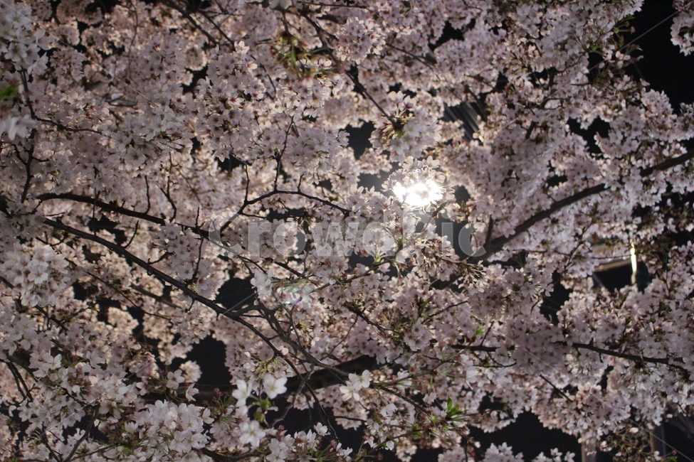 밤,벚꽃,꽃,달빛,sakura
