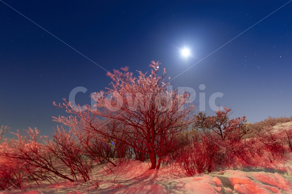 태기산,상고대,눈,겨울,산,조명,달빛,별,자연,풍경,nature,landscape,겨울,계절,winter,season,야경,밤,nightscape,night,plant,식물,tree,나무,outdoors,옥외