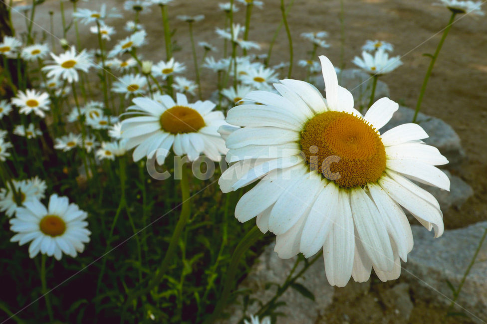 white,wildflowers,fields,nature,하얀색,들꽃,들판,자연