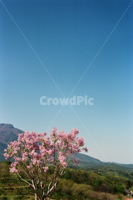 봄,꽃,하늘,색감,계절,감성사진,필름사진,나무,꽃나무,봄,계절,spring,season,자연,풍경,nature,landscape,식물,plants,나무,trees,wood,outdoors,옥외,plant