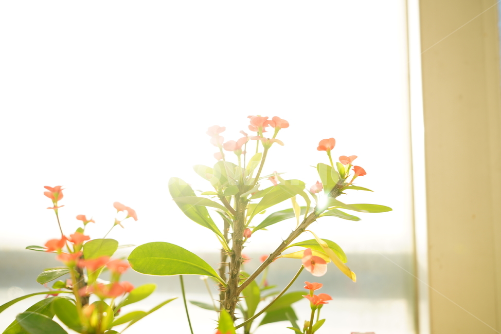 빛,화분,식물,꽃,플라워,취미,느낌,감성,창,창가,생명,생물,꽃,flower,실내용화초,화분,화초,house plant,휴식,힐링,rest,relaxation,healing