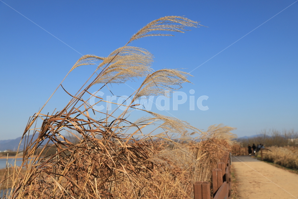 갈대,자연,가을,갈대숲,주남저수지,가을,계절,fall,autumn,season