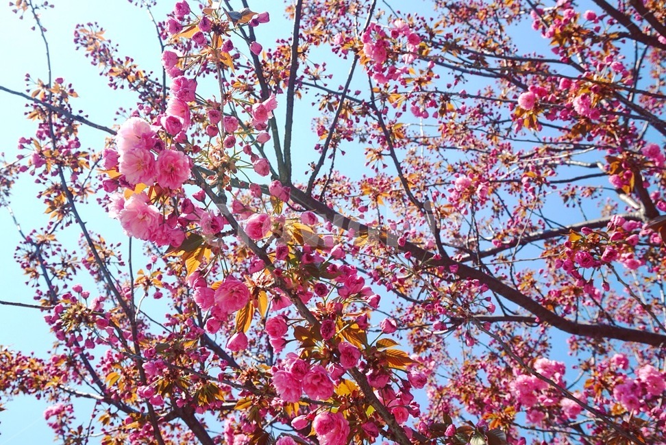 cherryblossom,봄,꽃,spring,나무,tree,분홍,pink,flower,sky,하늘,식물,자연,plants,nature,꽃,flower
