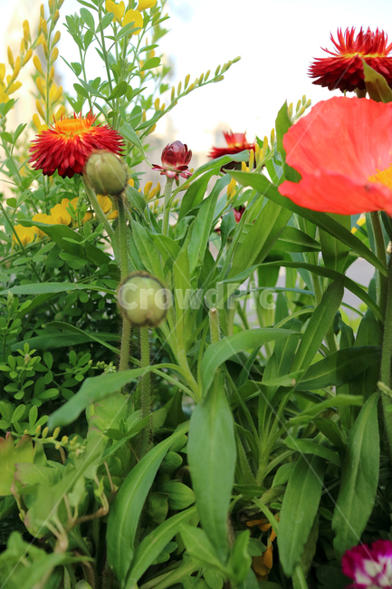 꽃,flowers,봄,식물,계절,정원,꽃밭,컬러풀,클로즈업,자연,꽃잎,가드닝,텃밭,아름다움,뷰티,백그라운드,배경,배경이미지,양귀비,빨강,빨간꽃,식물,자연,plants,nature,꽃,flower