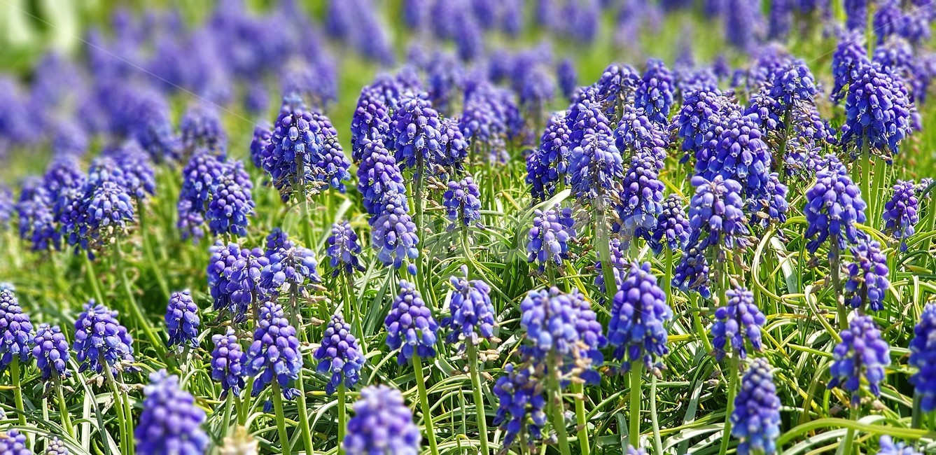 꽃,자연,식물,flower,nature,그린,green,무스카리,보라색,violet,식물,자연,plants,nature,꽃,flower