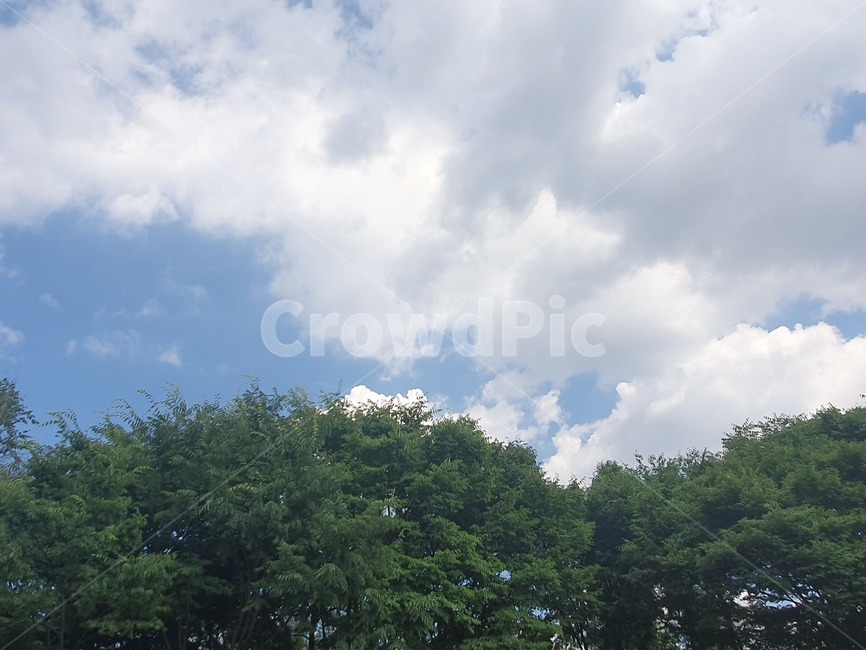 하늘,나무,공원,여름,시원,청량,푸릇,파랑