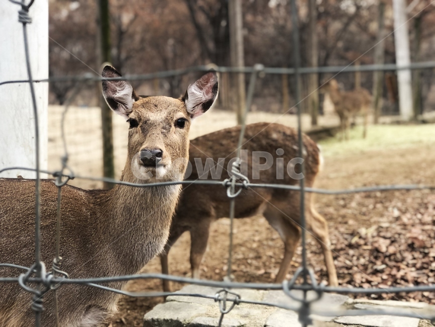 사슴,야생동물,동물,animal,deer,동물,animal,포유류,mammal