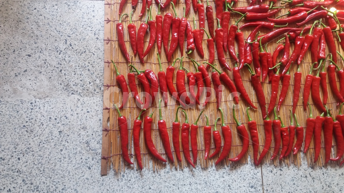 고추,야채,채소,햇빛,햇볕,빨강,빨간고추,pepper,red,채소,야채,vegetables