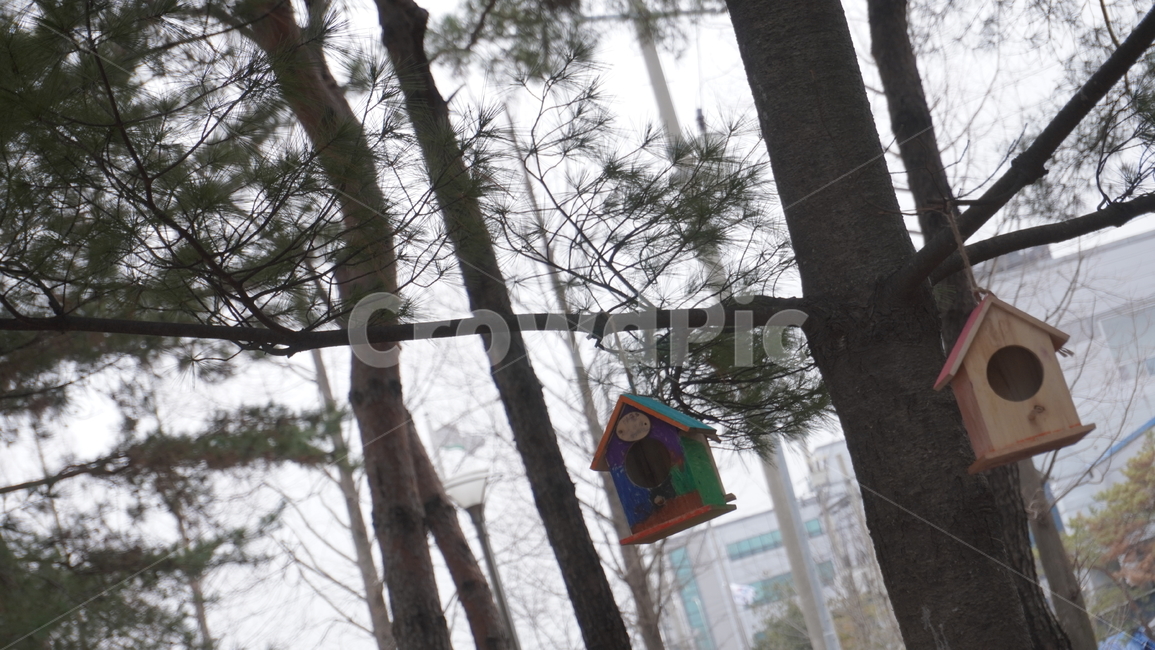 새집,나무,나뭇가지,식물,tree,나무새집,birdhouse,풍경,자연