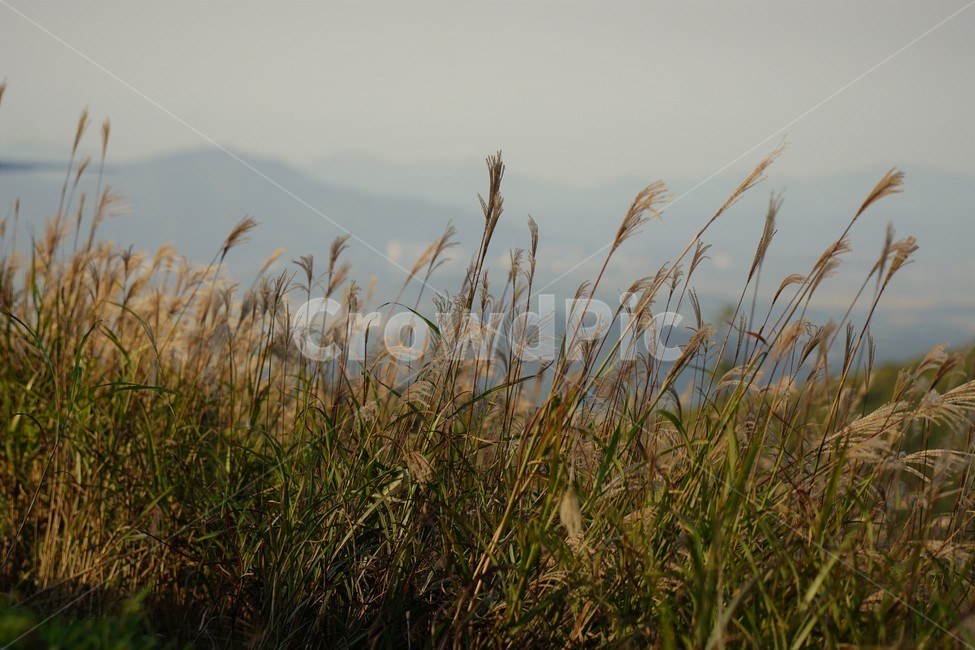 가을,억새,자연,식물,하늘,흰색,풍경,감성,서정,nature,season,autumn,fall,white,가을,계절,fall,autumn,season,식물,자연,plants,nature,grass,잔디,plant,lawn,reed,갈대