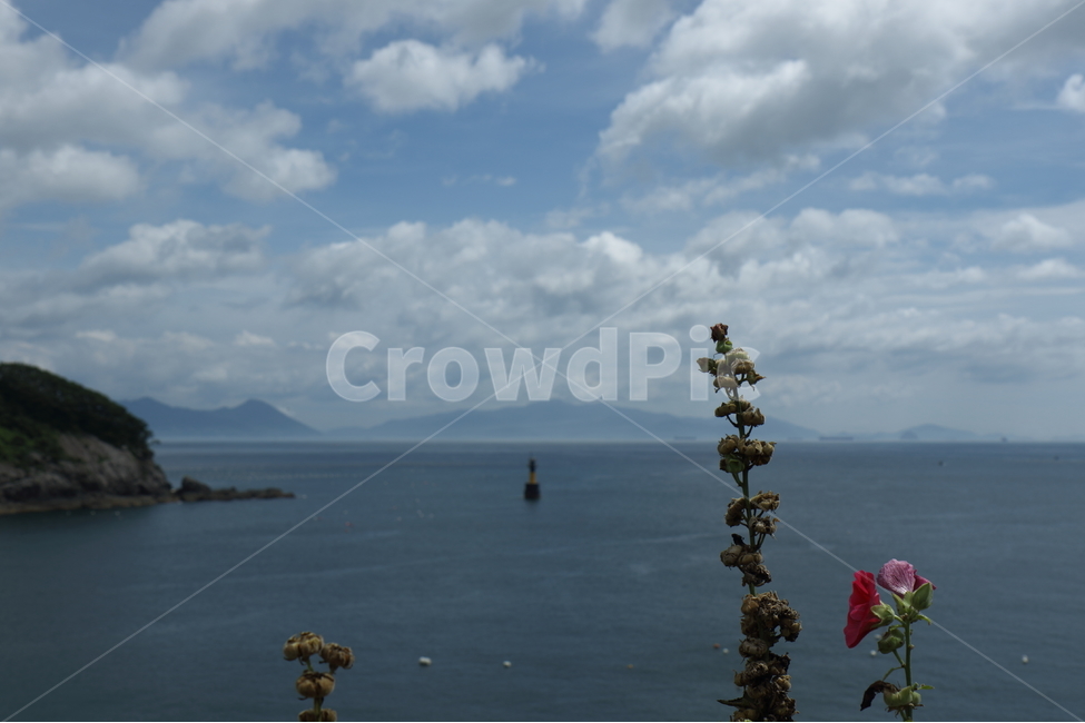 바다,하늘,구름,접시꽃,여름,자연,풍경,nature,landscape,식물,plants,꽃,flower,plant
