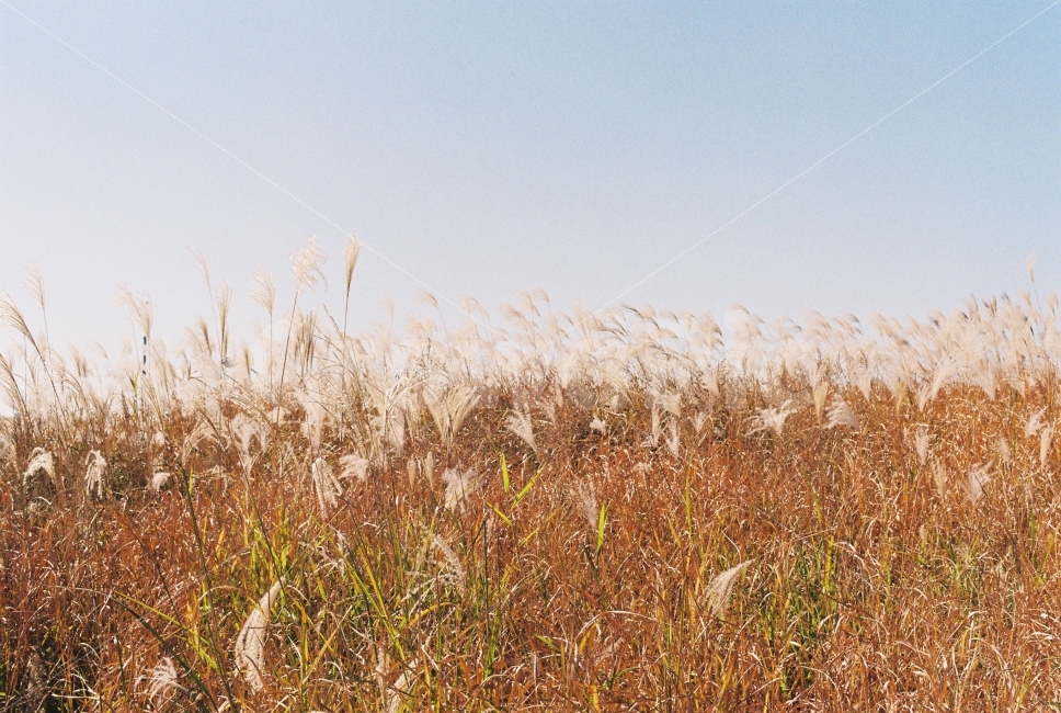 갈대,가을,감성,감성사진,스냅,분위기,자연,snap,film,식물,자연,plants,nature,풍경,landscape,가을,계절,fall,autumn,season,grass,잔디,plant,lawn,reed