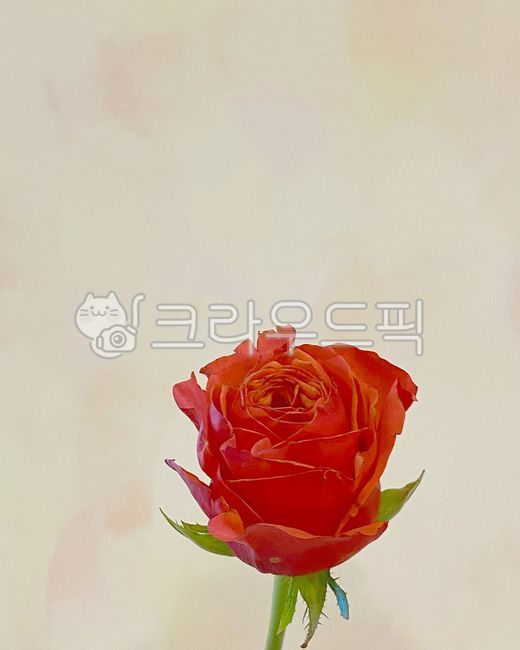 꽃,배경,꽃배경,장미,식물,flower,rose,장미꽃,빨간꽃,빨간장미,redrose