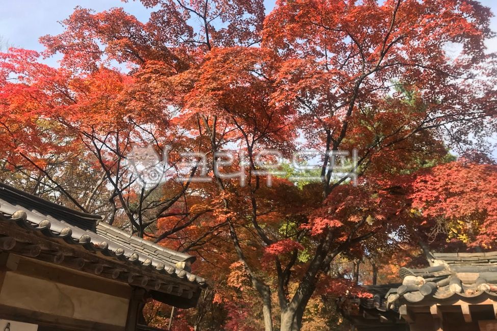 ginkgo leaves,Ginkgo,Maple tree,nature,sight,autumn,Maple