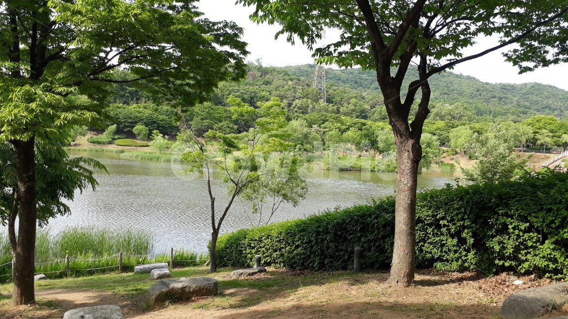 tree,나무,plant,식물,treetrunk,나무줄기,outdoors,옥외,강,river,자연,nature,산,mountain,경치,경관,view,landscape,scene