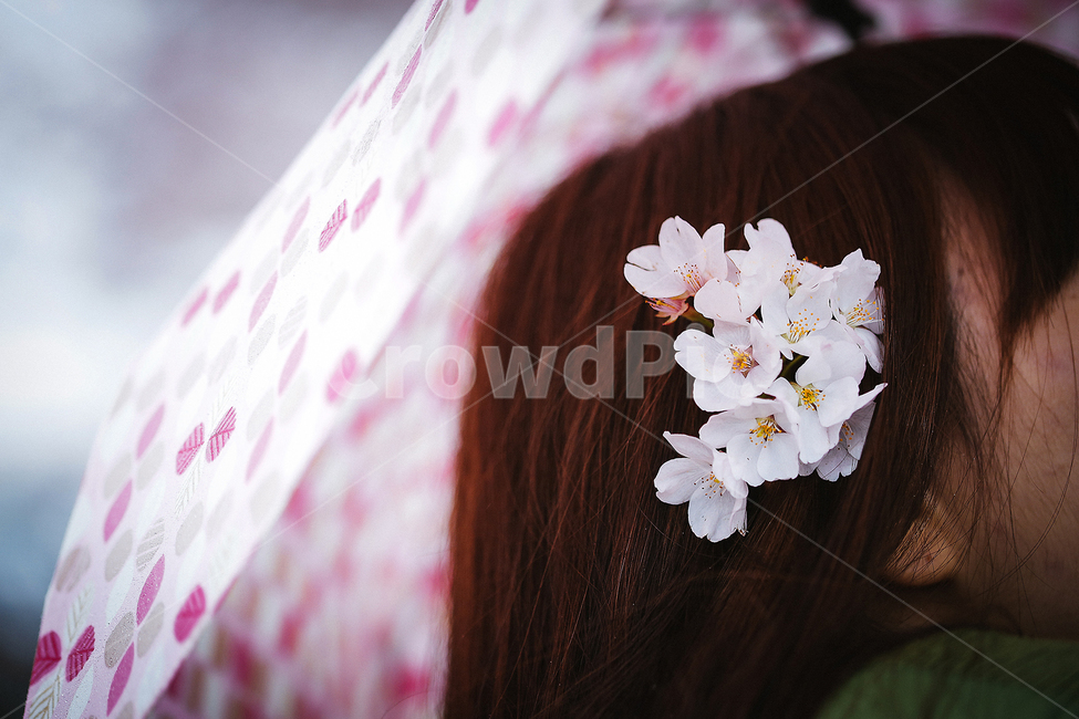 꽃,감성사진,식물,4월,봄,한국,벚꽃,봄,계절,spring,season,식물,자연,plants,nature,꽃,flower,사람,인물,인간,human,person,여성,여자,woman,female,lady,감성,sensible,feeling,plant,blossom