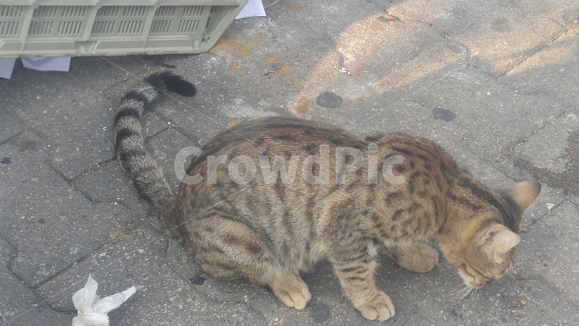 고양이,길고양이,동물,아기고양이,들고양이,동물,animal,포유류,mammal,고양이,cat,kitten,kitty