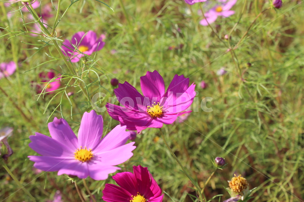 코스모스,가을,flower,꽃,식물,자연,계절,꽃밭,가을,계절,fall,autumn,season,blossom,geranium,제라늄,plant