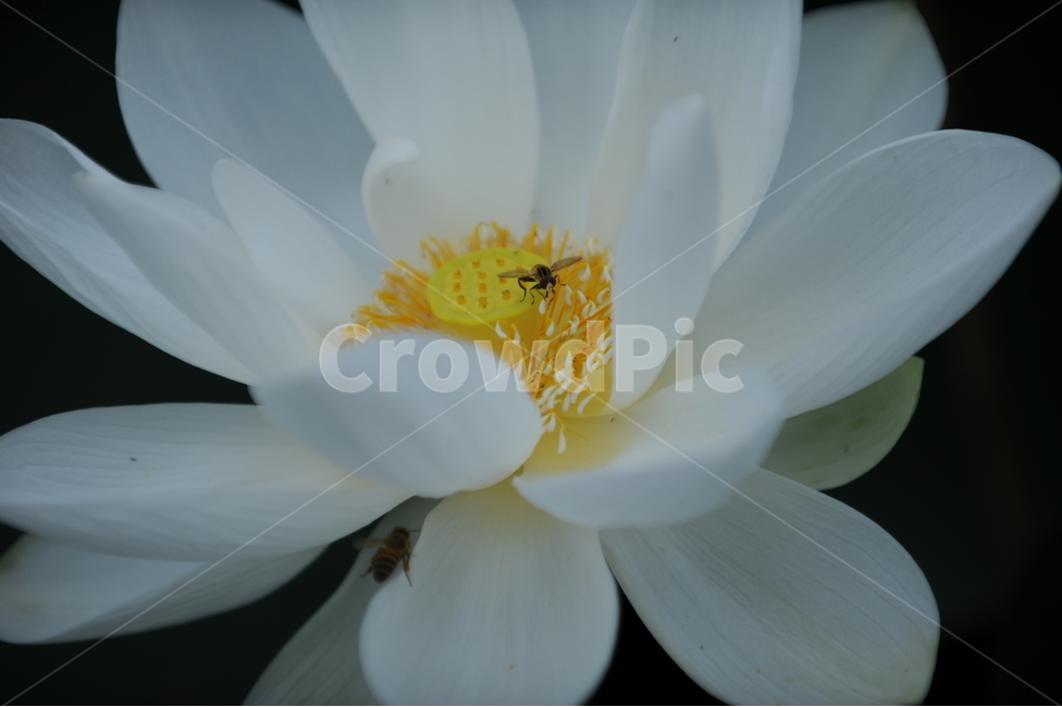pollen,식물,꽃,연꽃,흰연꽃,식물,자연,plants,nature,꽃,flower