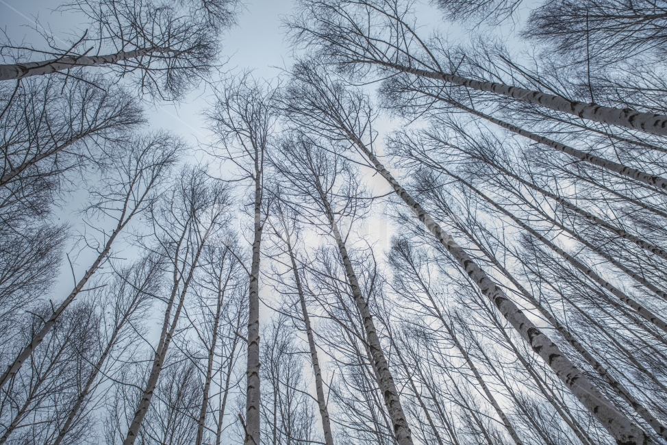 풍경,겨울,나무,자작나무,숲,겨울,계절,winter,season,자연,풍경,nature,landscape,식물,plants,나무,trees,wood,plant,tree