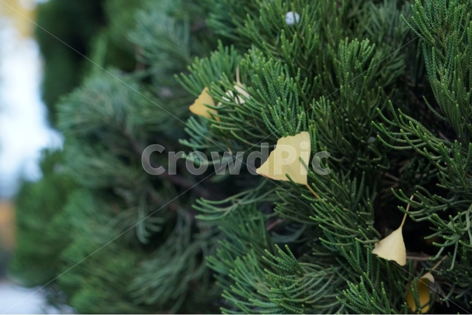 tree,나무,plant,식물,녹색,가을,계절,fall,autumn,season