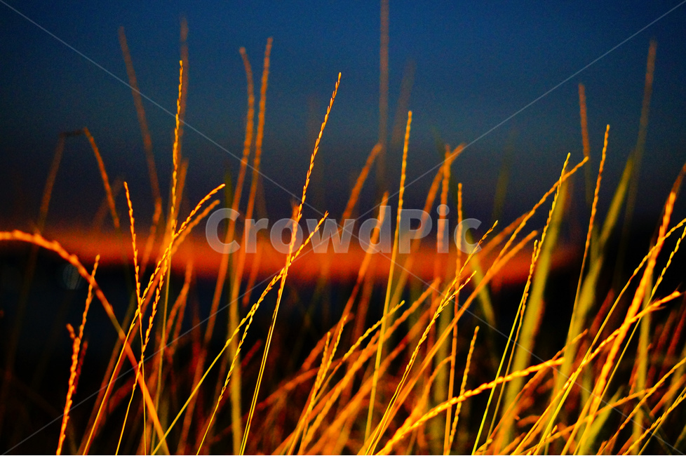 밤,야경,풀,풍경,빛,야경,밤,풍경,nightscape,night,landscape,식물,자연,plants,nature,plant,grass,잔디