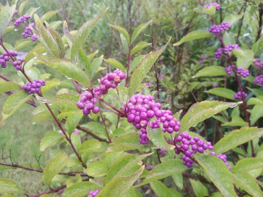 식물,plant,열매,natuer,leaf,잎,식물,자연,plants,nature