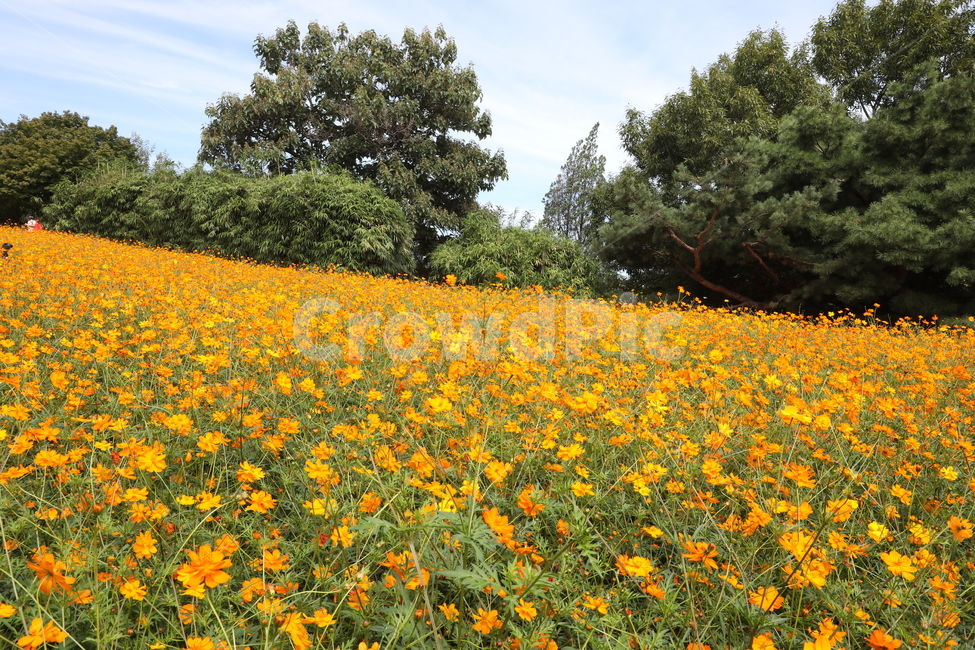 황화코스모스,꽃,들판,들꽃,들꽃마루,올림픽공원,가을,가을,계절,fall,autumn,season,자연,풍경,nature,landscape,outdoors,옥외,grassland,목초지,field,들