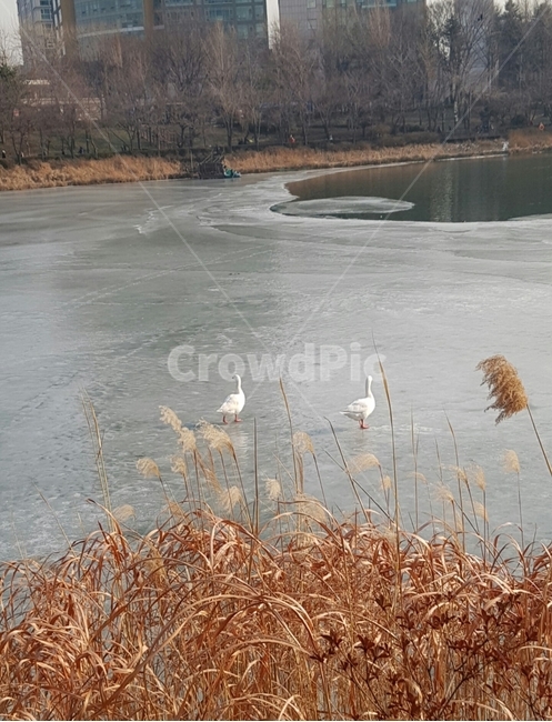 거위,자연,겨울,호수,오리,bird,새,animal,동물,goose,연못,winter,얼음,눈,날씨,영하,기온,동물,animal,조류,새,birds