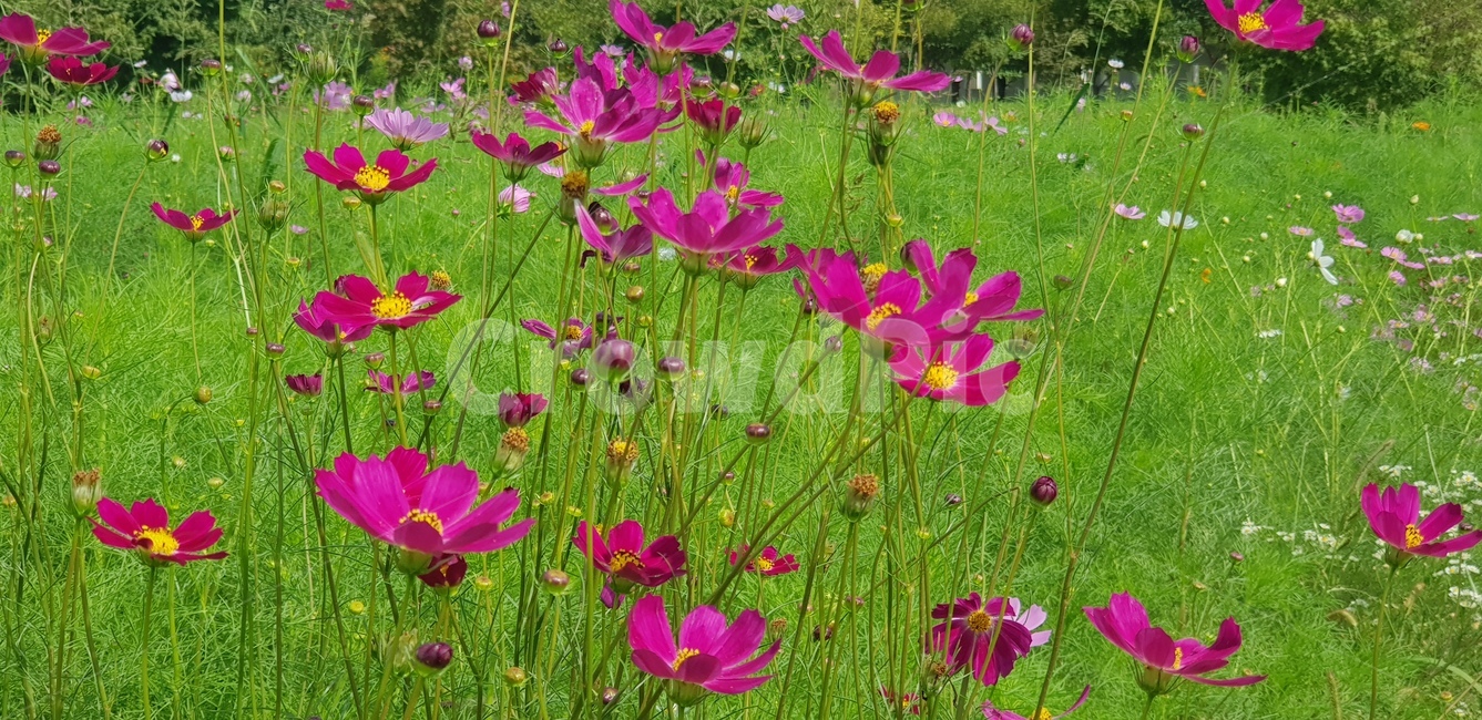 코스모스,꽃,자주,가을,계절,뜰,정원,화단,들,outdoors,grassland,rural,countryside,meadow,농촌,자연