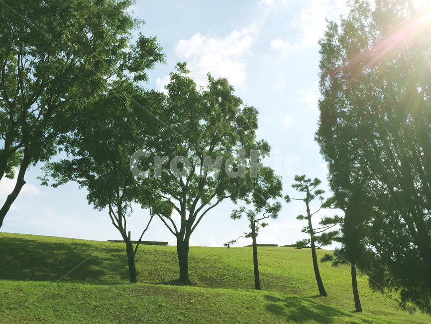언덕,나무,하늘,자연,tree,plant,식물,sky,lighting,맑은하늘,푸른하늘,시원한바람,자연풍경,나무줄기,잎,초록,구름,동산,자연,풍경,nature,landscape,식물,plants,나무,trees,wood